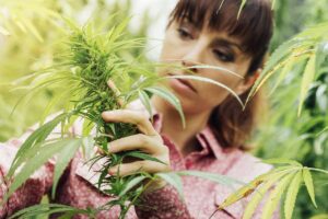 Diferencia cannabis indica y sativa snadibars